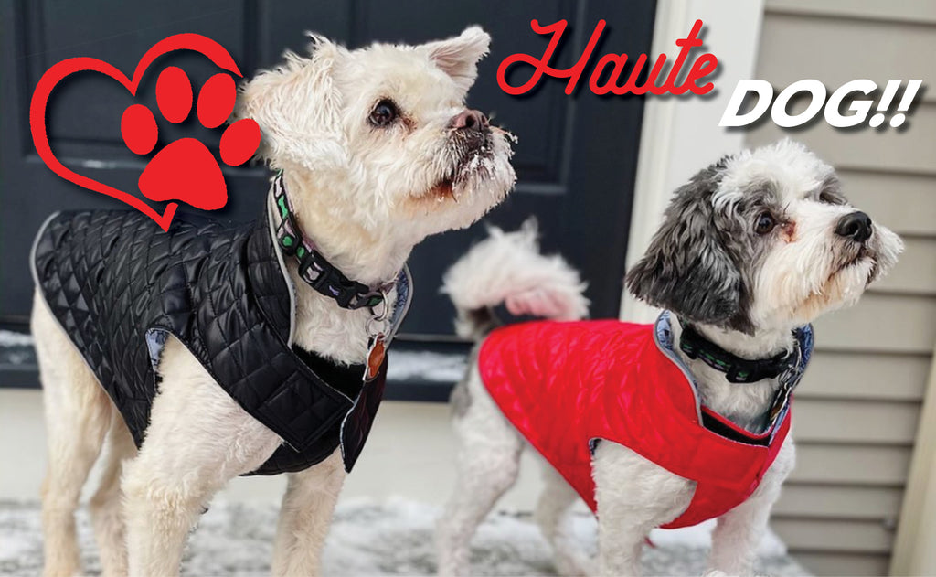 Haute Dog! At Oliver Thomas Canine Coordination is Always in Style
